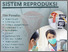 [thumbnail of Masalah Dan Gangguan Pada Sistem Reproduksi]