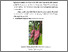 [thumbnail of FILE.3.BAB II]